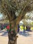 Preview: Olivenbaum Hojiblanca  240 cm -  (ca. 60 Jährig) mit dickem knorrigem Stamm - Nr.114
