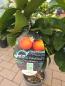 Preview: Orangenbäumchen Sinensis stark blühend 80 cm.