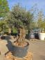 Preview: Olivenbaum Hojiblanca  250 cm -  (ca. 170 Jährig) mit sehr dickem knorrigem Stamm - Nr.118
