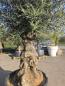 Preview: Olivenbaum Hojiblanca  270 cm -  (ca. 150 Jährig) mit sehr dickem knorrigem Stamm - Nr.119
