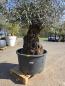 Preview: Olivenbaum Hojiblanca  230 cm -  (+180 Jährig) mit sehr sehr dickem knorrigem Stamm - Nr.126