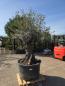 Preview: Olivenbaum Hojiblanca  230 cm -  (ca. 150 Jährig) mit sehr dickem knorrigem Stamm - Nr.127