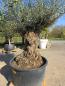 Preview: Olivenbaum Hojiblanca  220 cm -  (ca. 150 Jährig) mit sehr dickem knorrigem Stamm - Nr.128