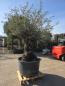Preview: Olivenbaum Hojiblanca  220 cm -  (ca. 150 Jährig) mit sehr dickem knorrigem Stamm - Nr.128