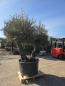 Preview: Olivenbaum Hojiblanca  240 cm -  (ca. 150 Jährig) Doppelstamm - Nr.129