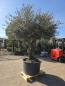 Preview: Olivenbaum Hojiblanca  270 cm -  (ca. 100 Jährig) mit dickem Stamm und Traum Krone - Nr.130