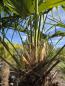 Preview: Winterharte Hanfpalme Trachycarpus Fortunei 230 cm - genau diesen - Nr.34