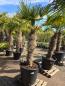 Preview: Hanfpalme-Trachycarpus-Wagnerianus-36