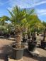Preview: Hanfpalme-Trachycarpus-Wagnerianus-38