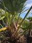 Preview: Winterharte Hanfpalme Trachycarpus Wagnerianus 210 cm ↑ genau diesen im Bild ↑ Nr.38