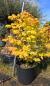Preview: Faecherahorn-Acer-Palmatum-Orange-dream-Nr-3