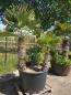 Preview: Hanfpalme-Trachycarpus-Wagnerianus-41