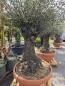 Preview: Olivenbaum Hojiblanca 230 cm -  (ca. 140 Jährig) mit dickem knorrigem Stamm - Nr.154