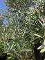 Preview: Olivenbaum Hojiblanca  270 cm -  (ca. 90 Jährig) mit verzweigter Blattkrone - Nr.165