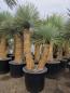 Preview: Doppelte Yucca rostrata