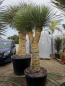 Preview: Yucca rostrata 2 fach geteilt
