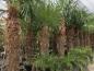 Preview: Trachycarpus Fortunei