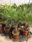 Preview: Trachycarpus wagnerianus