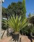 Preview: Yucca-Faxoniana-11