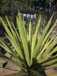 Preview: Yucca Faxoniana 155 cm - Spanisches Bajonett - Nr.11