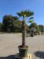 Preview: Hanfpalme-Trachycarpus-Wagnerianus-16-2