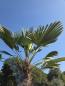 Preview: Winterharte Hanfpalme Trachycarpus Wagnerianus 280 cm ↑ genau diesen im Bild ↑ Nr.16-2