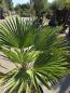 Preview: Winterharte Hanfpalme Trachycarpus Wagnerianus 155 cm ↑ genau diesen im Bild ↑ Nr.16-3