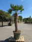 Preview: Hanfpalme-Trachycarpus-Wagnerianus-16-4
