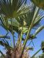 Preview: Winterharte Hanfpalme Trachycarpus Wagnerianus 260 cm ↑ genau diesen im Bild ↑ Nr.16-4