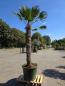 Preview: Hanfpalme-Trachycarpus-Wagnerianus-16-8