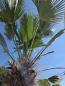 Preview: Winterharte Hanfpalme Trachycarpus Wagnerianus 290 cm ↑ genau diesen im Bild ↑ Nr.16-8