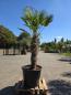 Preview: Hanfpalme-Trachycarpus-Wagnerianus-16-10