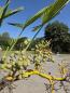 Preview: Winterharte Hanfpalme Trachycarpus Wagnerianus 200 cm ↑ genau diesen im Bild ↑ Nr.16-10