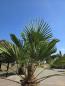 Preview: Winterharte Hanfpalme Trachycarpus Wagnerianus 220 cm ↑ genau diesen im Bild ↑ Nr.16-11