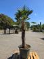 Preview: Hanfpalme-Trachycarpus-Wagnerianus-16-12