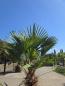 Preview: Winterharte Hanfpalme Trachycarpus Wagnerianus 190 cm ↑ genau diesen im Bild ↑ Nr.16-12