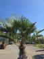Preview: Winterharte Hanfpalme Trachycarpus Wagnerianus 205 cm ↑ genau diesen im Bild ↑ Nr.16-14