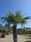 Preview: Winterharte Hanfpalme Trachycarpus Fortunei 270 cm - genau diesen - Nr.16-15