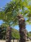 Preview: Winterharte Hanfpalme Trachycarpus Fortunei 270 cm - genau diesen - Nr.16-16