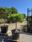 Preview: Pinus-nigra-Pierrick-Bregeon---Nr.P1
