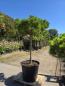 Preview: Pinus-nigra-Pierrick-Bregeon---Nr-P2