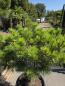 Preview: Pinus nigra Pierrick Bregeon®  130 cm - genau diesen Nr.P1
