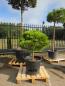 Preview: Pinus-nigra-Pierrick-Marie---Nr-P4