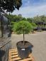 Preview: Pinus nigra Marie Bregeon®  110 cm - genau den im Bild mit der Nr.14