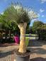 Preview: Yucca Rostrata 300 cm 2 fach verzweigt -  genau die mit der Nr.7 im Bild.