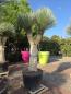 Preview: Yucca-Rostrata-1