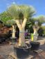 Preview: Yucca-Rostrata-4