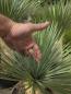 Preview: Yucca Rostrata 80 cm - genau den mit der Nr.12