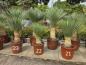 Preview: Yucca-Rostrata-22