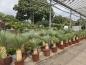 Preview: Yucca Rostrata kaufen www.plantaplaza.de